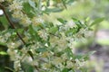 Cherry silverberry Elaeagnus multiflora a flowering bush